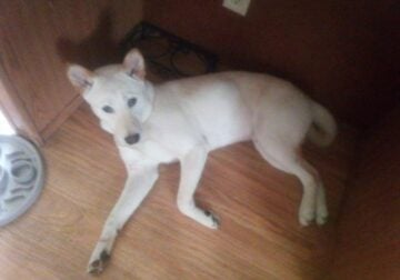 Shiba Inu 11 months
