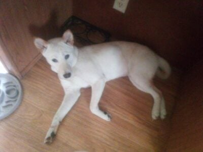 Shiba Inu 11 months