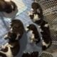 Border Collie puppies