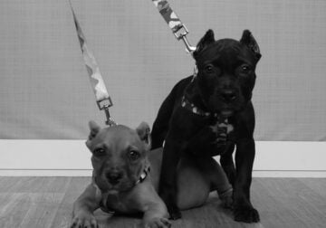 American Bully Puppy