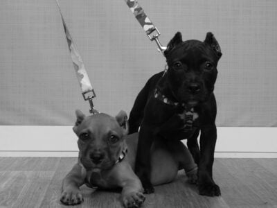 American Bully Puppy