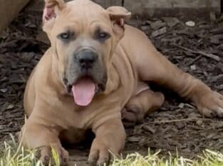 Cane Corso Puppy