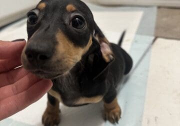Black Miniature Dachshund Puppy for Sale