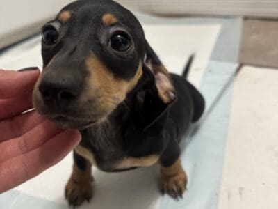 Black Miniature Dachshund Puppy for Sale