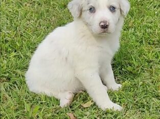 Border Collie Merle