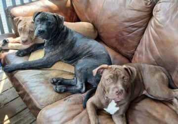 Puppies in need of 4ever homes!