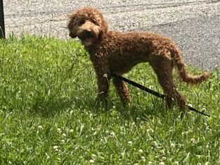 Mini GoldenDoodles