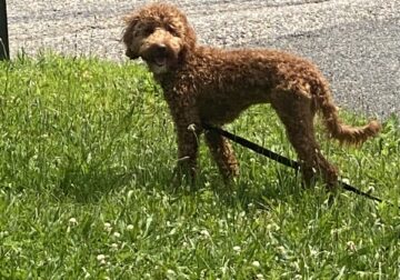 Mini GoldenDoodles