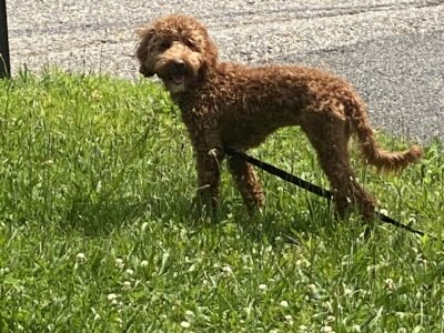 Mini GoldenDoodles