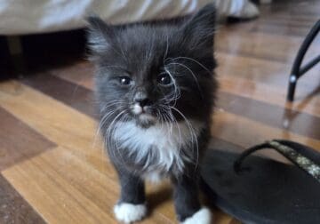 Free kittens