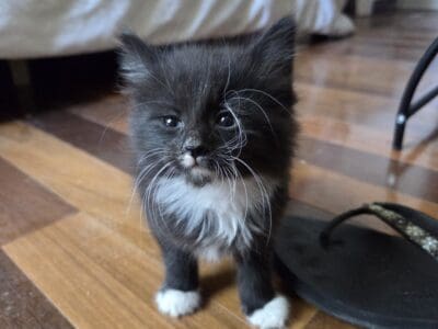 Free kittens