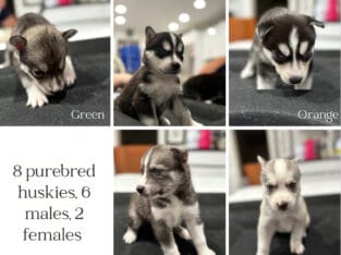 Husky pups