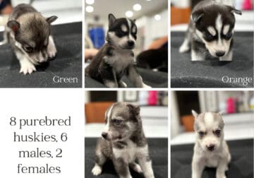 Husky pups