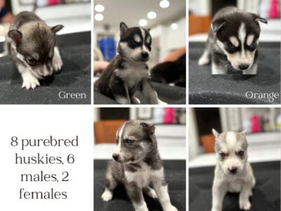Husky pups