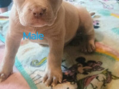 Adba registered pitbull puppy 2