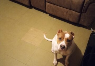 American pitbull/Staffordshire needs good home