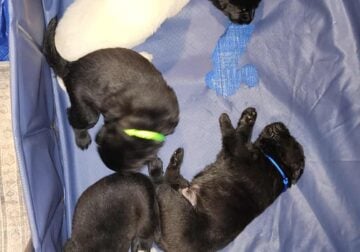 Black/yellow labs