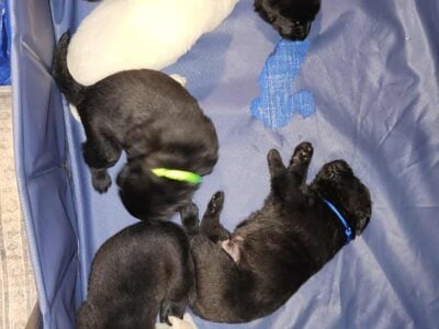 Black/yellow labs