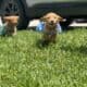 AKC Golden Retriever Puppies