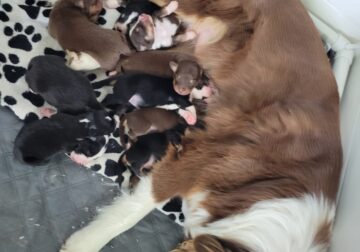 Australian Shepherd/Golden Retriever mix puppies