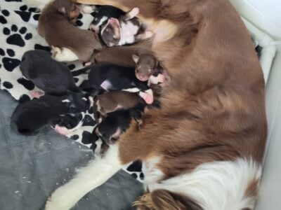 Australian Shepherd/Golden Retriever mix puppies