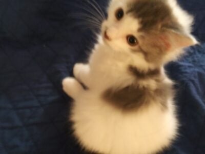 Snowball
