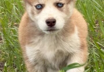 Akc Siberian Husky Pups