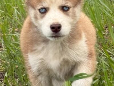 Akc Siberian Husky Pups