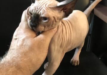 Sphynx kittens tica reg