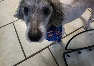 Poodle for free