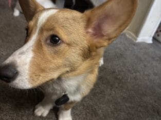 Corgi for rehoming obo