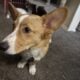 Corgi for rehoming obo