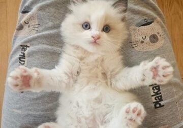 bi-color seal ragdoll kitten for pre-sell