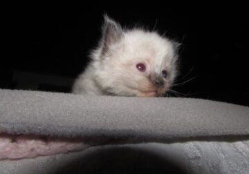 ragdolls for sale