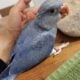 Cobalt Violet Ringneck