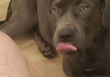 Cane corso puppy