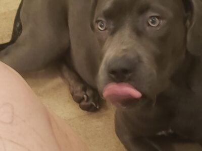Cane corso puppy