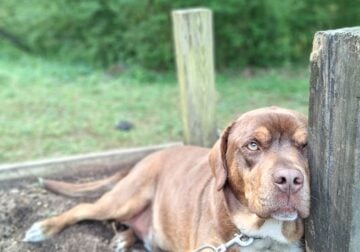 Dog to a new home
