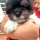 Female Havanese AKC registered Female Snickers