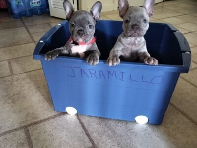 AKC French bulldogs