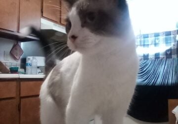 Rehoming Cat