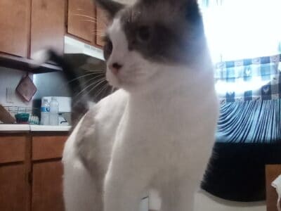 Rehoming Cat
