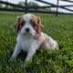 AKC CAVALIER PUPS