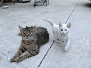 Cosita—female kitten
