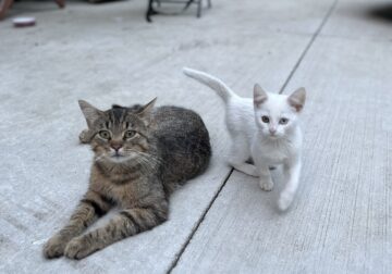 Cosita—female kitten