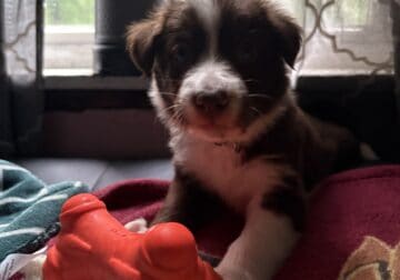 Border collie