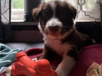 Border collie