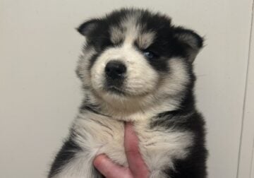 Husky puppies