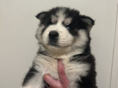 Husky puppies