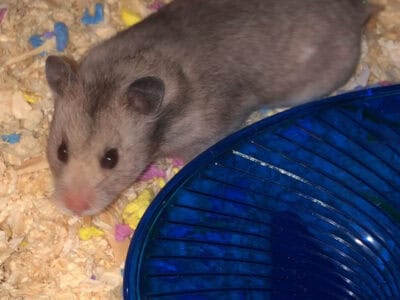 syrain hamster